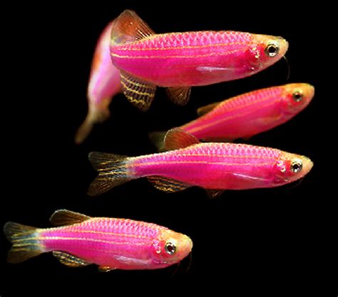 neon danio fish